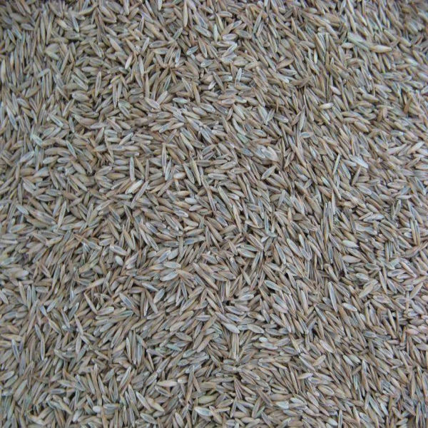 哈尔滨道里专业高枝油锯批发