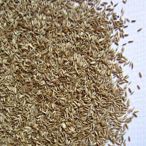 黑龙江专业高枝剪价格